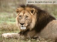 african lion, 