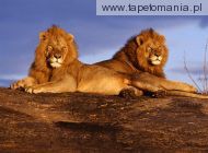 african lions, 
