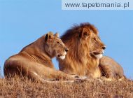 african lions e