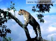 amur leopard scout, 