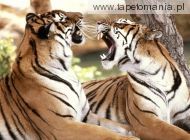 bengal tigers, 