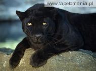 black leopard, 