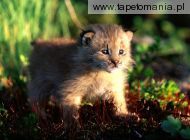 canada lynx kitten
