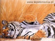 charming tiger l, 