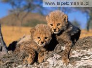 cheetah cubs, 