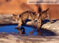 cougar cubs, 