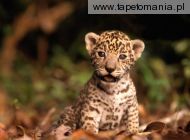 jaguar kitten