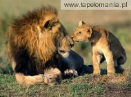 lion kisses, 