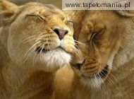 loving lions, 
