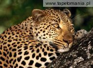 male leopard, 