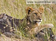 male lion cub, 