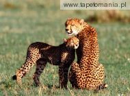 nuzzling cheetahs, 
