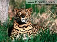 pause leopard