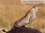 posture cheetah