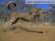 pouncing cheetah