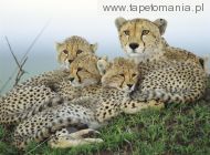 resting cheetahs