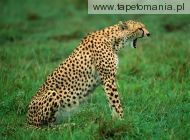 sleepy cheetah