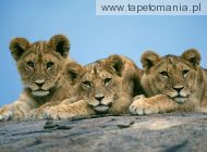 sleepy lion cubs