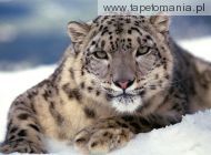 snow leopard, 