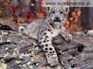 snow leopard cub, 