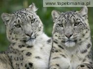 snow leopard pair, 