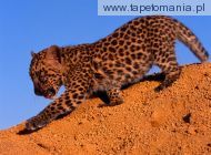 spotted leopard cub, 