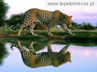 spotted reflections, 
