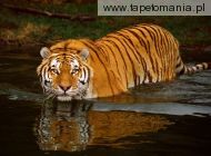 swimming tiger, 