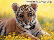tiger cub, 