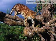 tree climber amur leopard, 