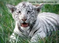 white bengal tiger cub, 