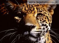 wild eyes jaguar