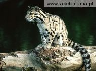 young clouded leopard, 
