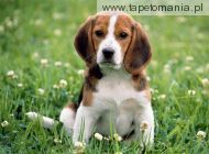 Beagle Love, 