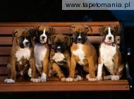 Boxer Puppies, 