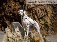 Dalmatian on Rocky Beach