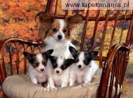 Papillon Mom and Puppies