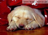 Puppy Dreams, 