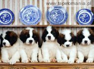 St Bernard Puppies