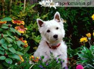 West Highland Terrier, 