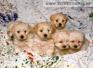 White Mixed Breed Puppies