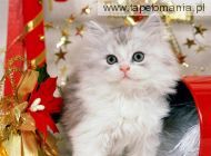 Christmas Kitten, 