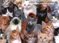 Collection of Kittens, 