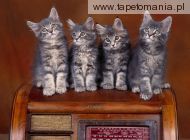 Coon Kittens, 