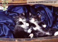 Domestic Medium Hair Kittens, 