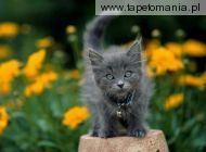 Gray Kitten, 