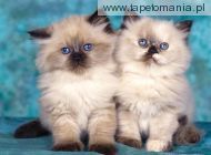 Himalayan Kittens, 