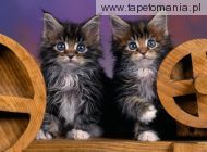 Maine Coon Kittens, 