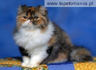 Persian Calico Kitten, 