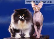 Persian and Sphynx, 